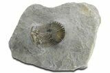 Scabriscutellum Trilobite - Multi-Toned Shell Color #354422-5
